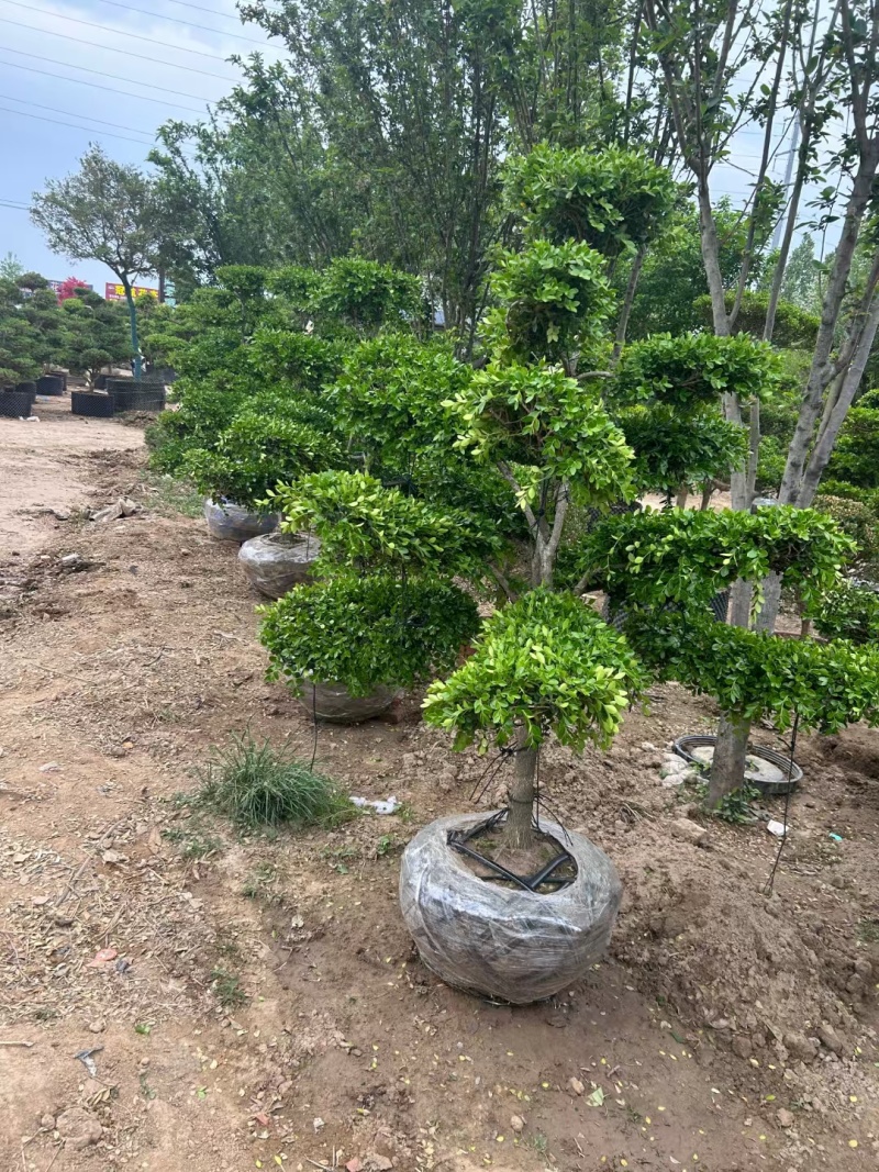 造型黄杨，造型小叶瓜子黄杨，瓜子黄杨杨造型树