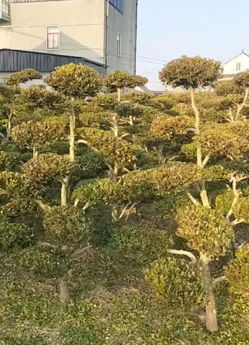 造型黄杨，造型小叶瓜子黄杨，瓜子黄杨杨造型树