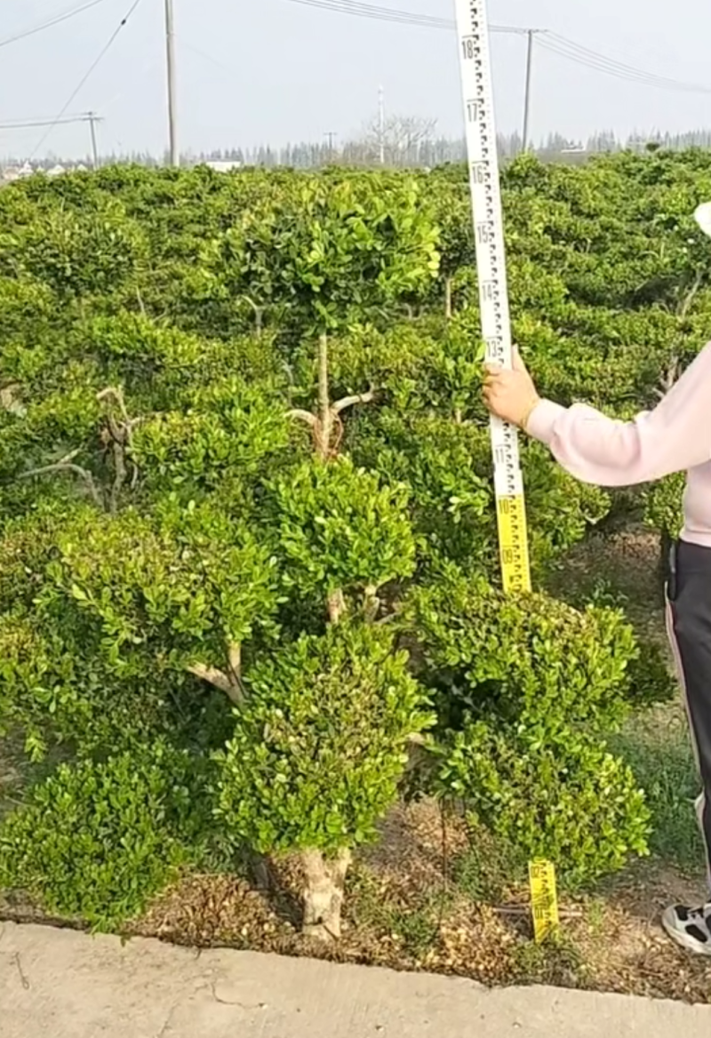 造型黄杨，造型小叶瓜子黄杨，瓜子黄杨杨造型树
