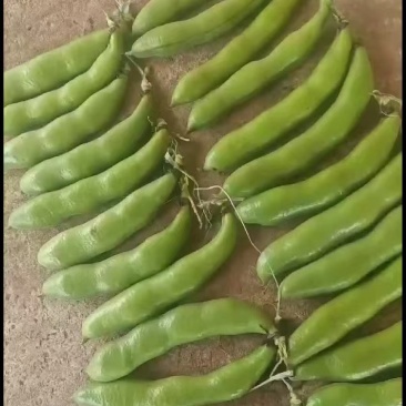 陕南大量供应新鲜蚕豆胡豆现摘现发货