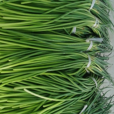 大量便宜蒜苔上市