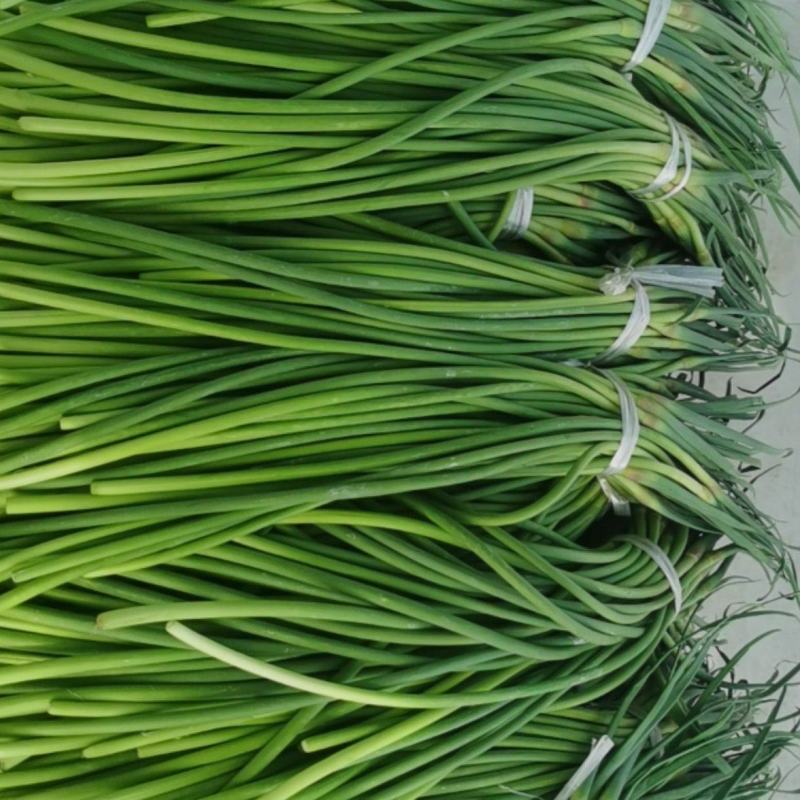 大量便宜蒜苔上市