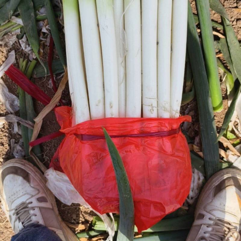 精品大葱大量现货供应商