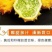 海南火参果.刺角瓜，全国批发！常年有货！