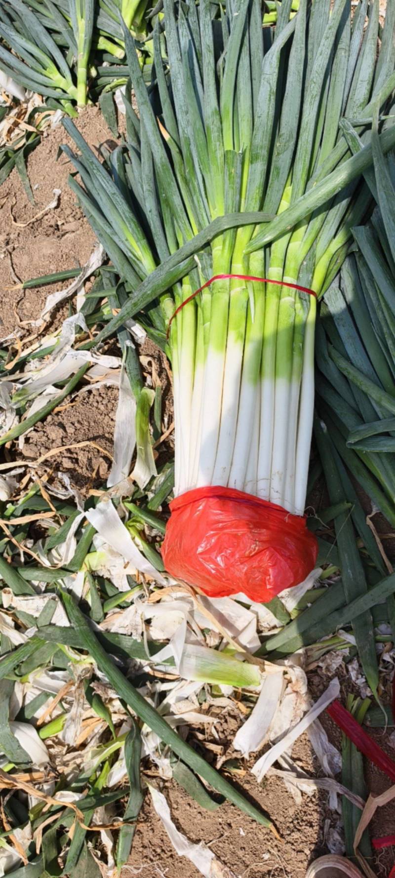 精品大葱大量现货供应商