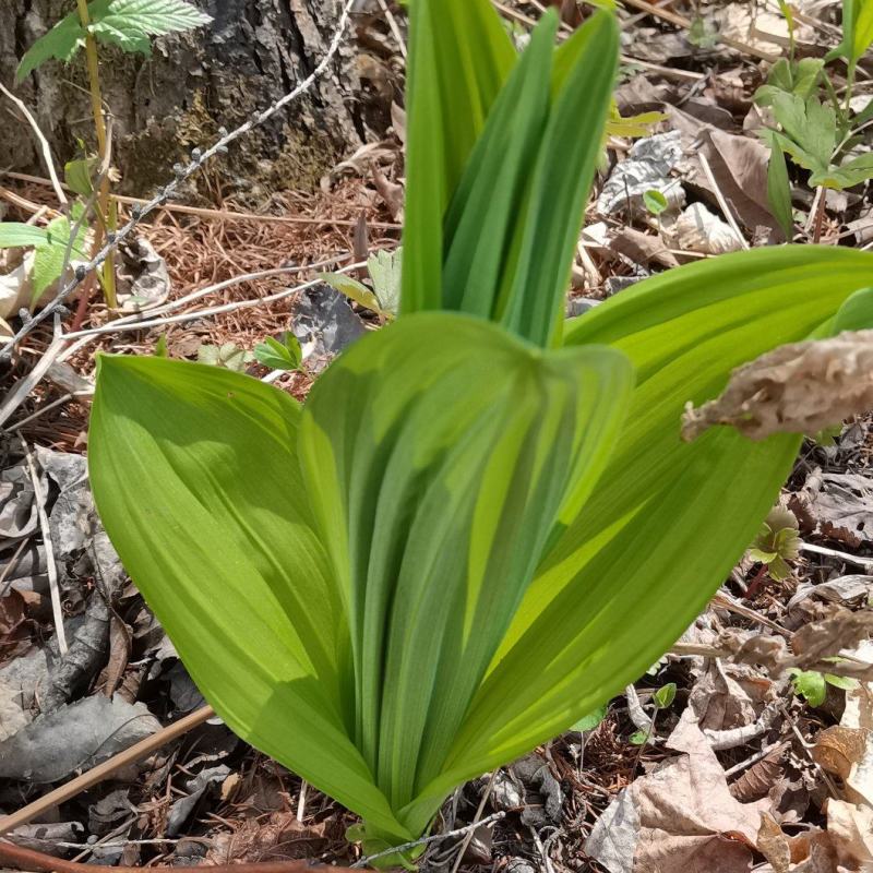 藜芦也是山葱和狼
