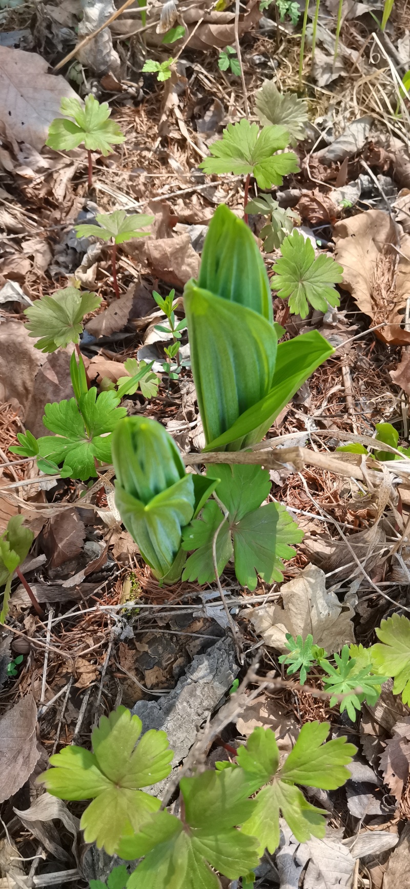 藜芦也是山葱和狼