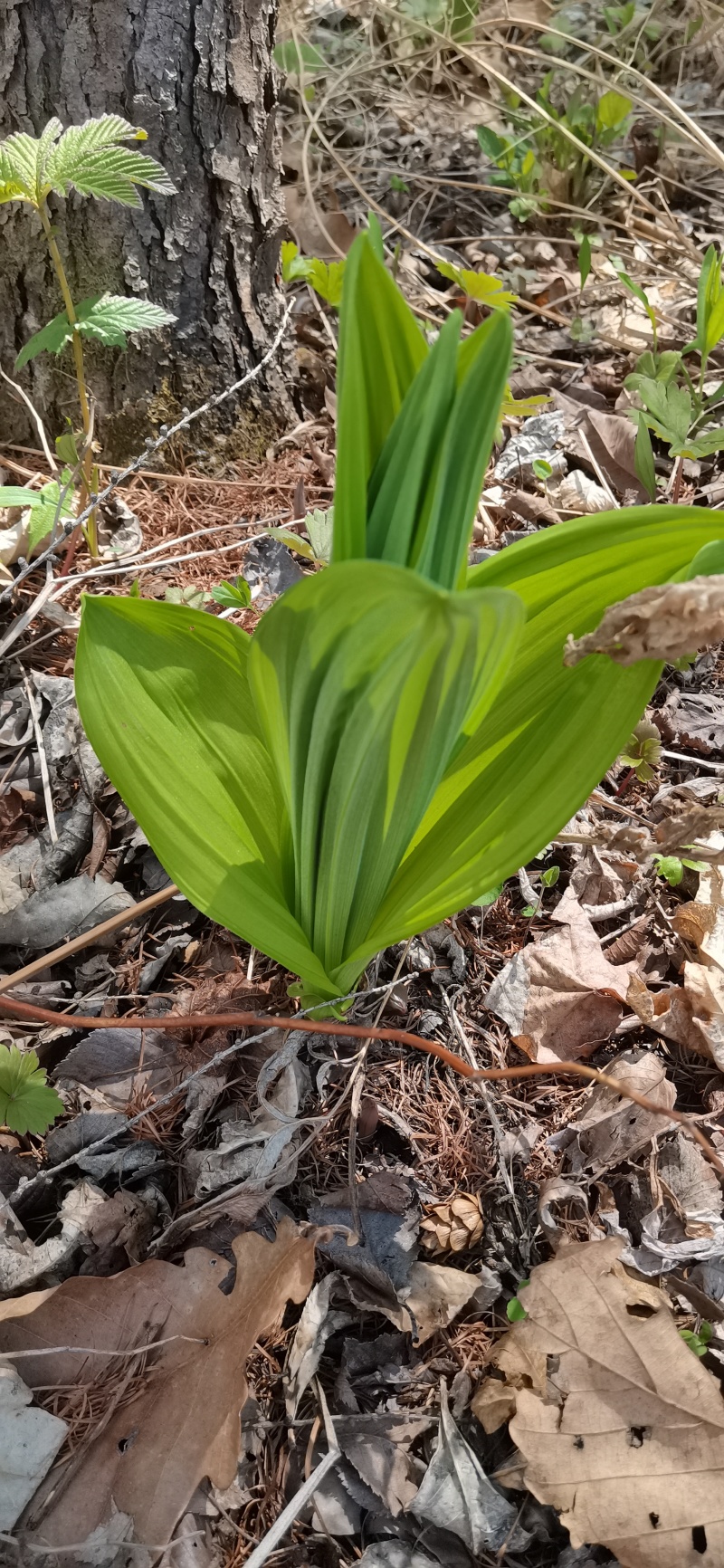 藜芦也是山葱和狼