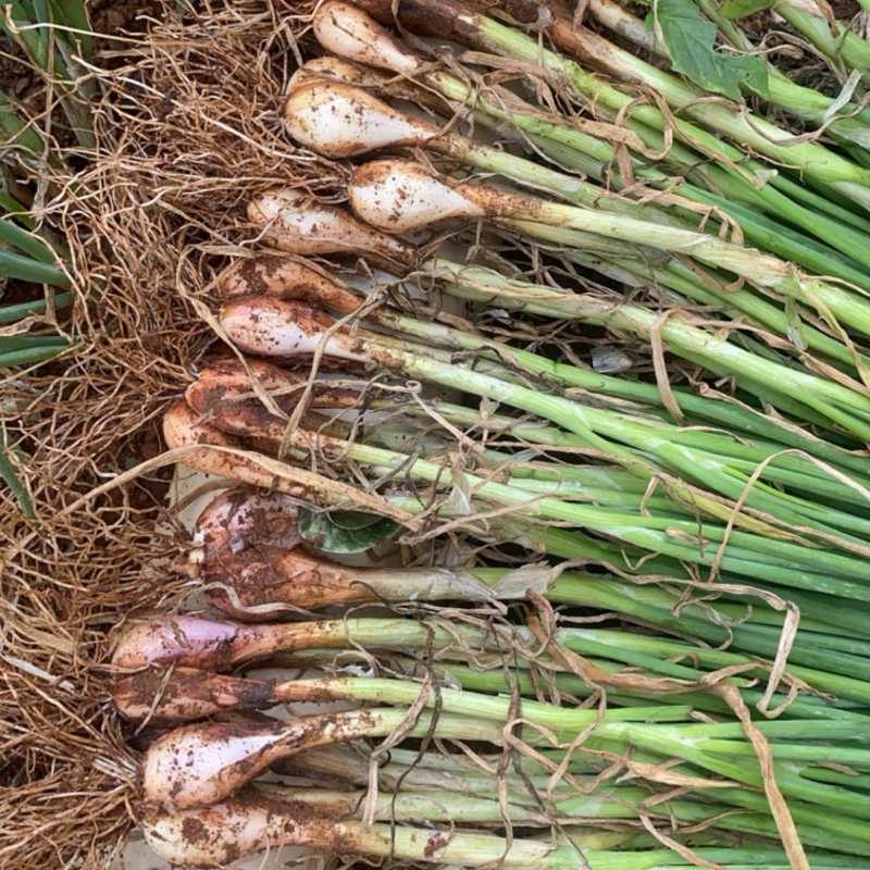 广东湛江徐闻白铁杆小香葱蔬菜种子白葱头阳头四季种植葱种