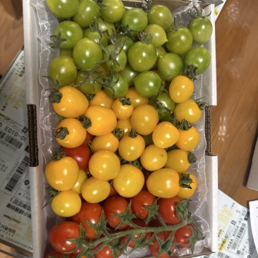 圣女果小番茄青甜千禧釜山88辉煌阳光迷恋