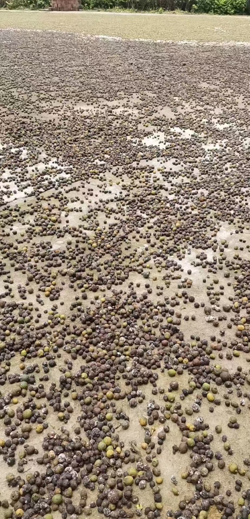 枳实