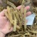 北海沙虫干