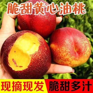 湖北油桃，金蕾曙光中油系列，黄油桃，万亩基大量供应