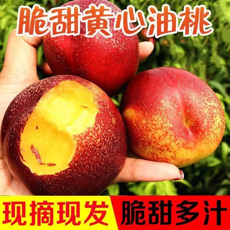湖北油桃，金蕾曙光中油系列，黄油桃，万亩基大量供应