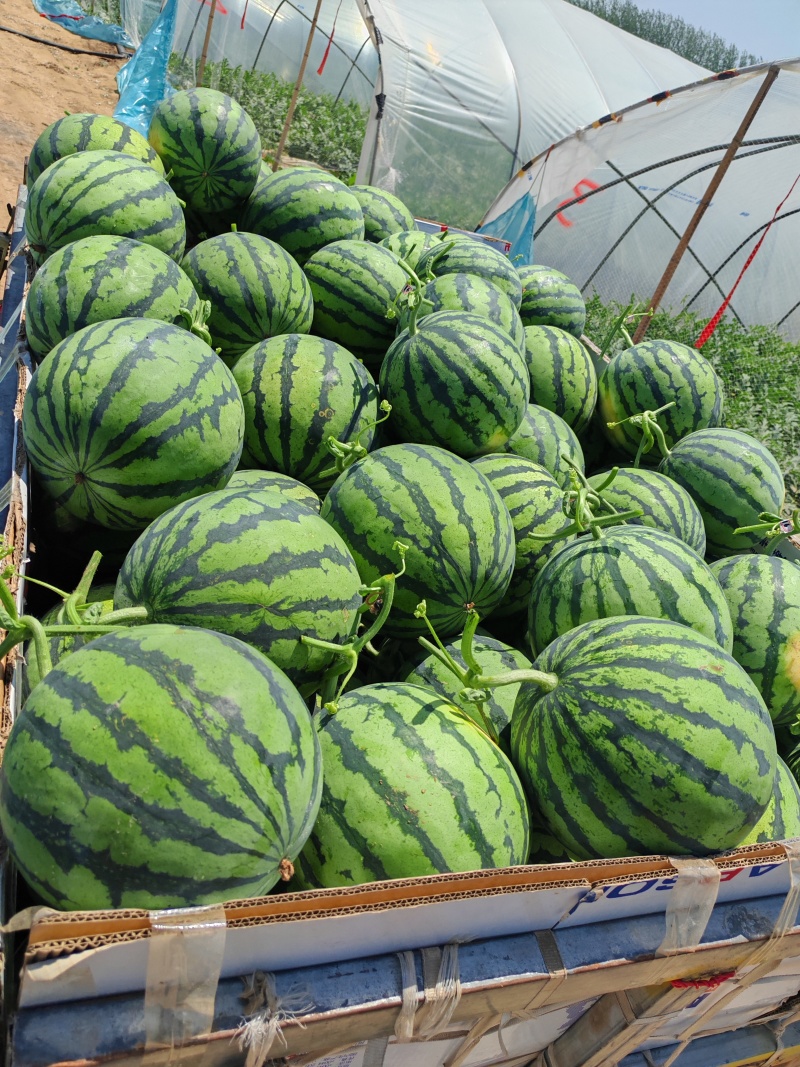 夏邑西瓜/美都西瓜/8424/麒麟西瓜/全国发货