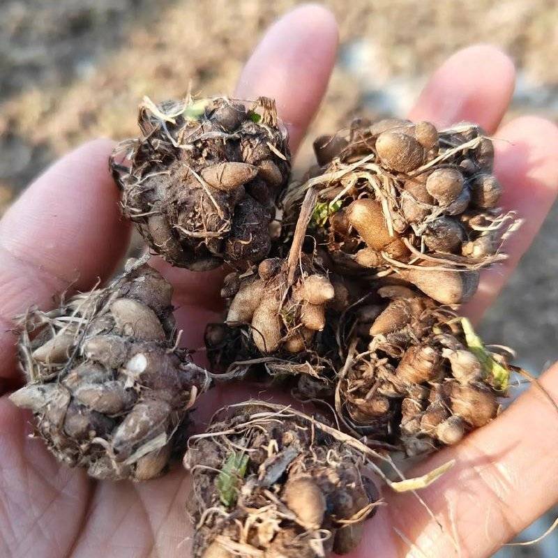 四川家种猫爪草包检还没挖
