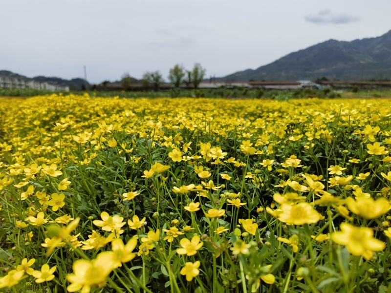 四川家种猫爪草包检还没挖