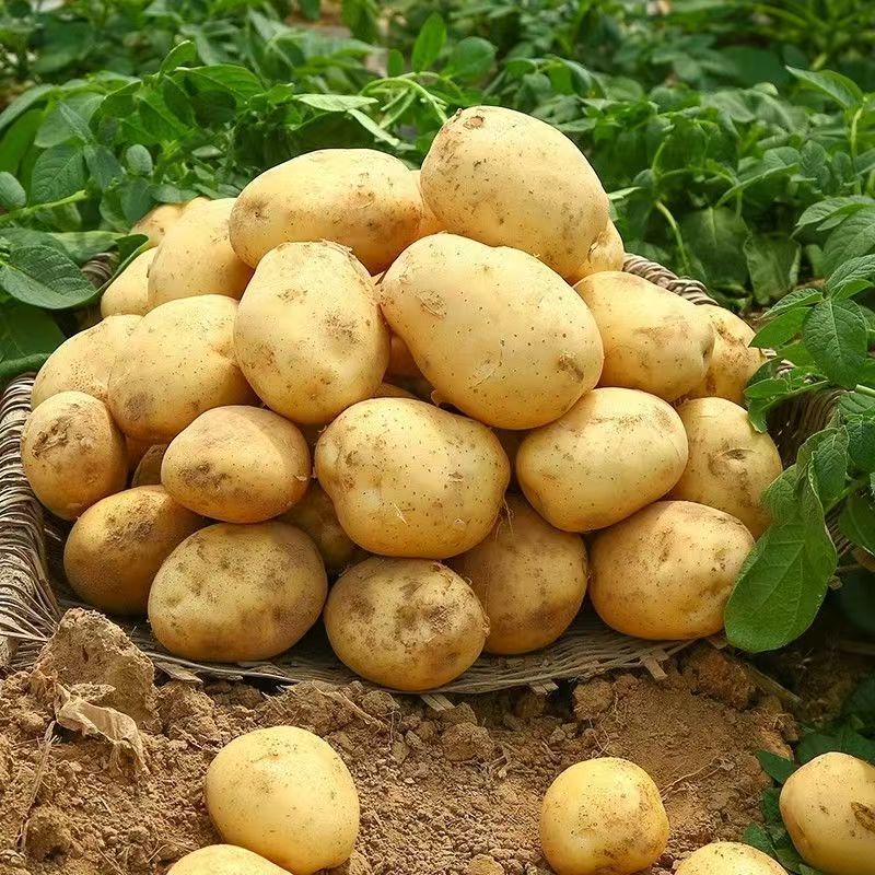 土豆江苏丰县优质黄心土豆大量上市