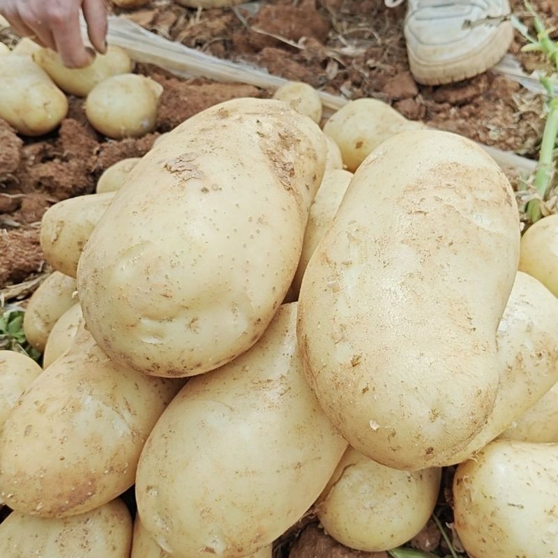 土豆江苏丰县优质黄心土豆大量上市