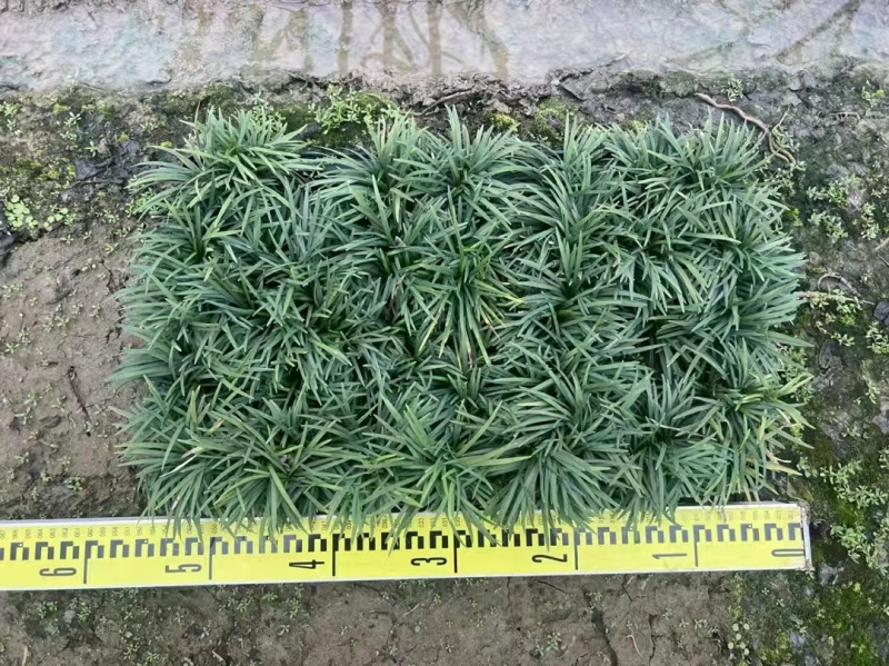 玉龙草筛苗，苗基地大量多种规格低价出售