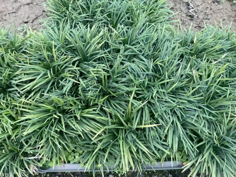 玉龙草筛苗，苗基地大量多种规格低价出售
