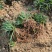 玉龙草筛苗，苗基地大量多种规格低价出售