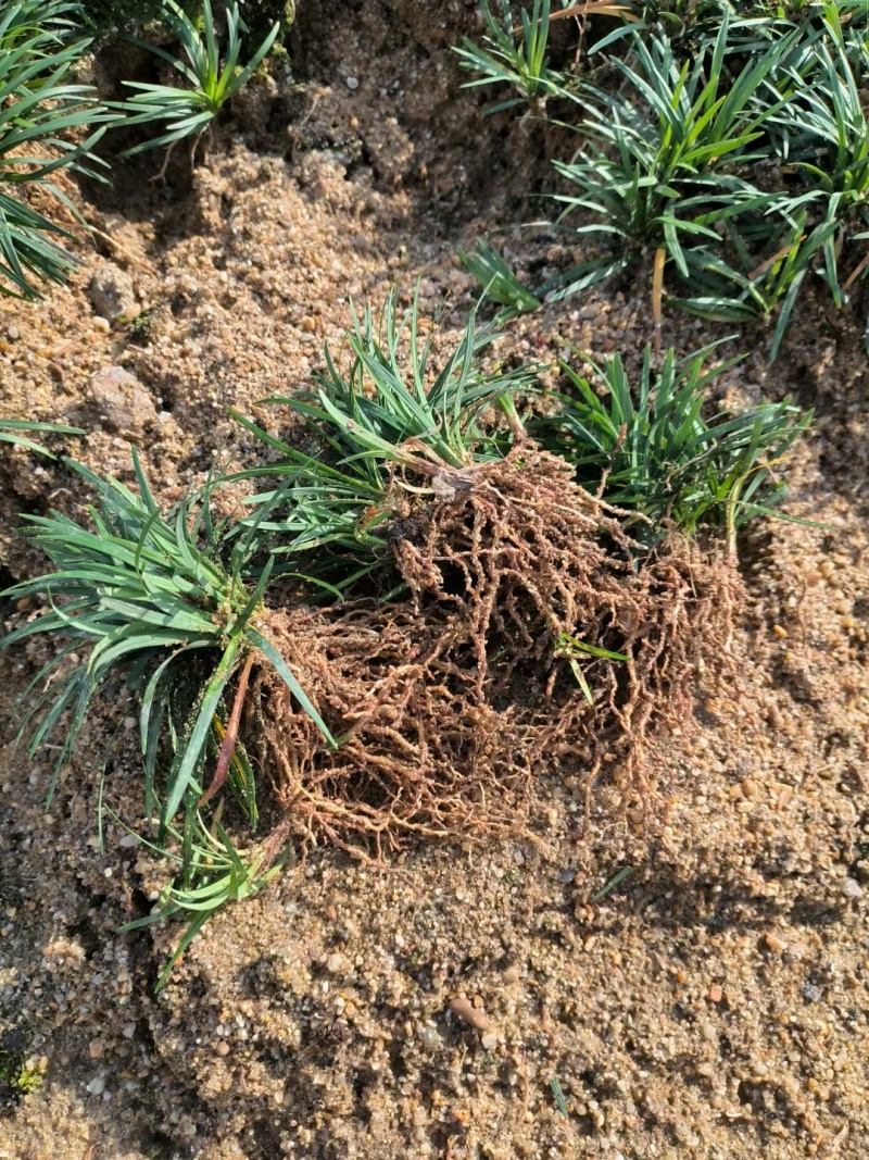 玉龙草筛苗，苗基地大量多种规格低价出售