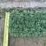 玉龙草筛苗，苗基地大量多种规格低价出售