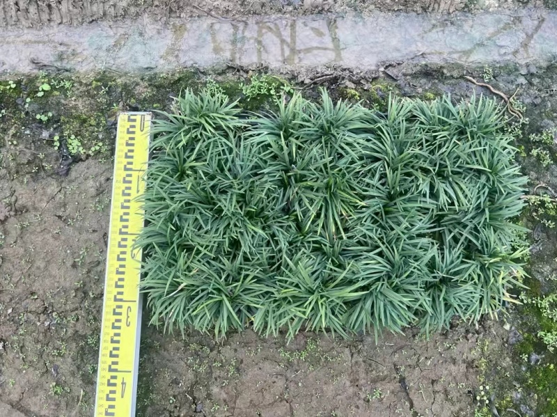 玉龙草筛苗，苗基地大量多种规格低价出售