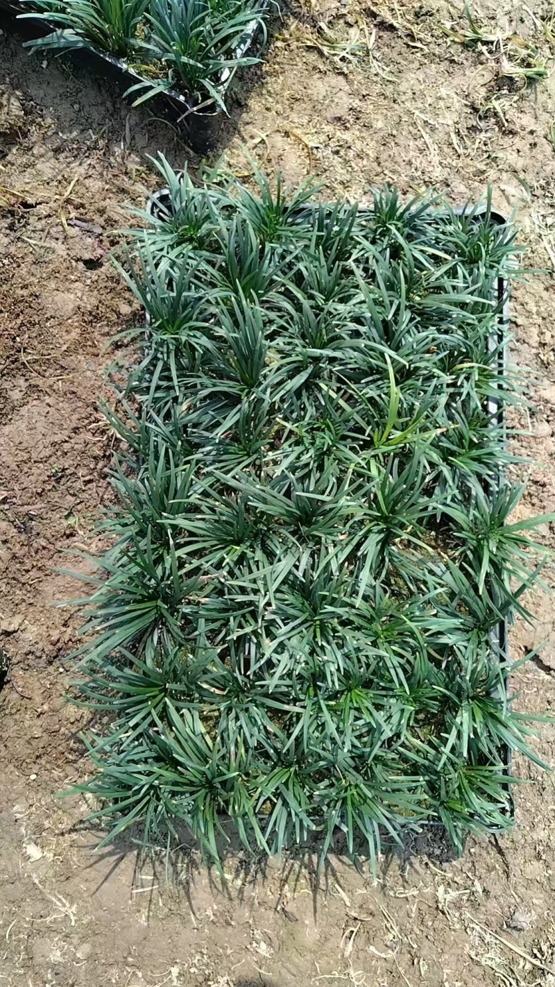 玉龙草筛苗，苗基地大量多种规格低价出售