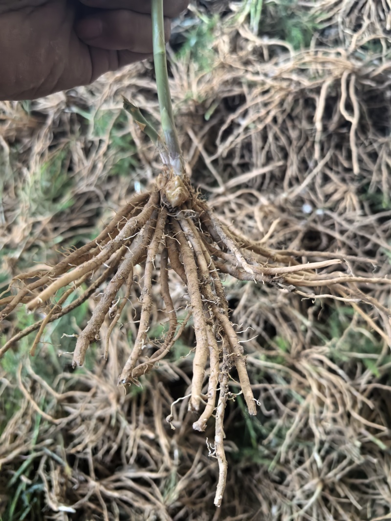 芦笋苗芦笋根苗一次种植多年采收四季种植四季芦笋蔬菜苗