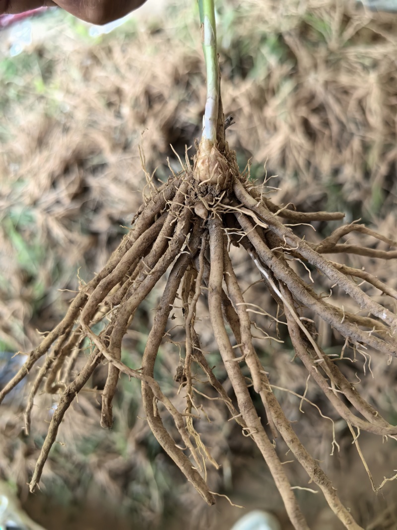 芦笋苗芦笋根苗一次种植多年采收四季种植四季芦笋蔬菜苗