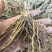 芦笋苗芦笋根苗一次种植多年采收四季种植四季芦笋蔬菜苗