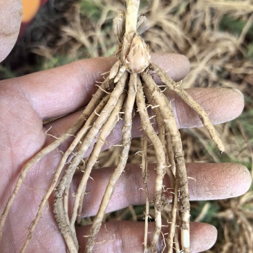 芦笋苗芦笋根苗一次种植多年采收四季种植四季芦笋蔬菜苗