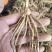 芦笋苗芦笋根苗一次种植多年采收四季种植四季芦笋蔬菜苗
