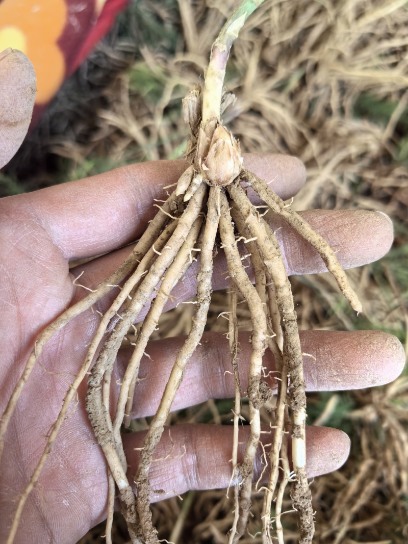 芦笋苗芦笋根苗一次种植多年采收四季种植四季芦笋蔬菜苗