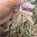 芦笋苗芦笋根苗一次种植多年采收四季种植四季芦笋蔬菜苗