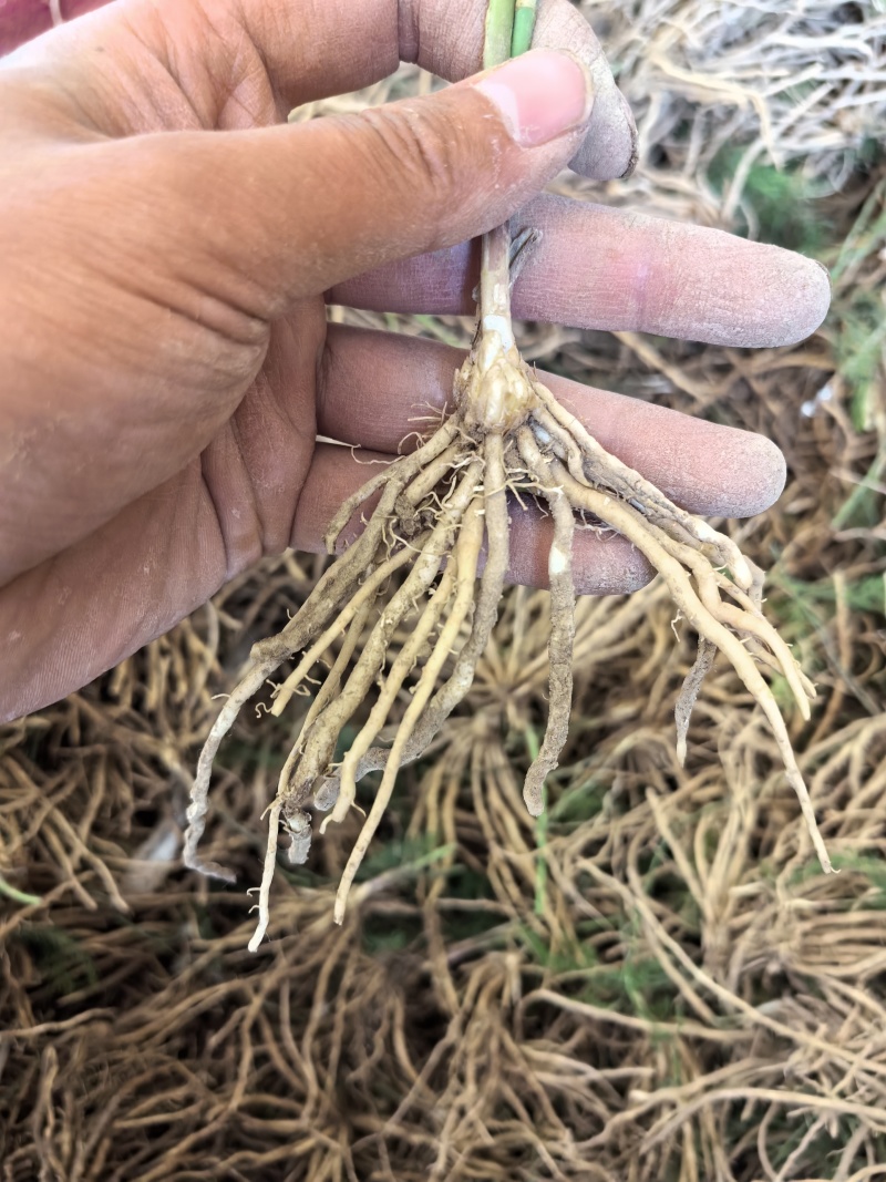 芦笋苗芦笋根苗一次种植多年采收四季种植四季芦笋蔬菜苗