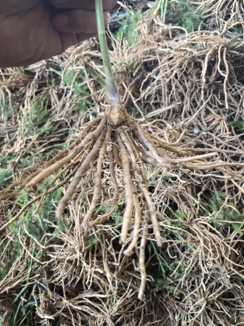 芦笋苗芦笋根苗一次种植多年采收四季种植四季芦笋蔬菜苗