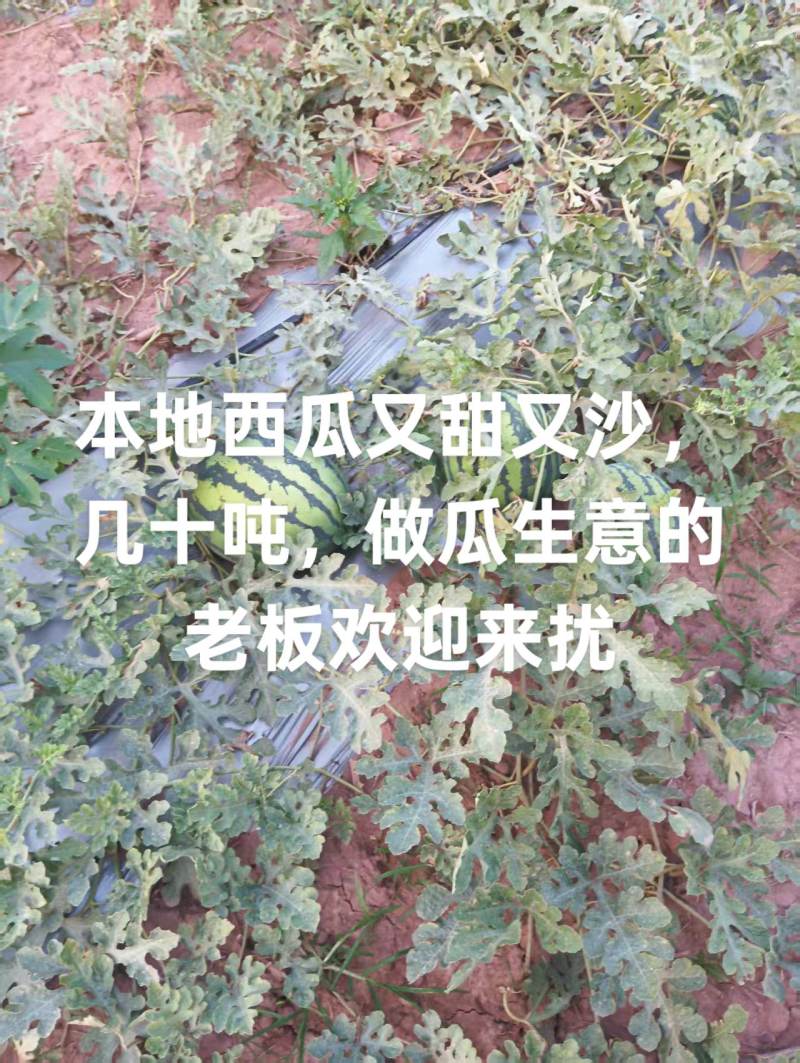 云南普洱田王西瓜批发。