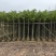 香樟5公分，苗基地多种规格大量低价出售