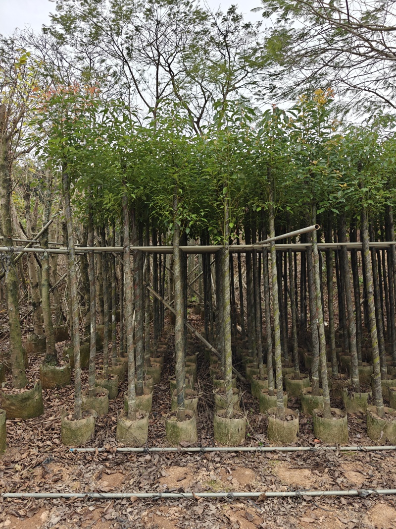 香樟5公分，苗基地多种规格大量低价出售