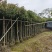 香樟5公分，苗基地多种规格大量低价出售