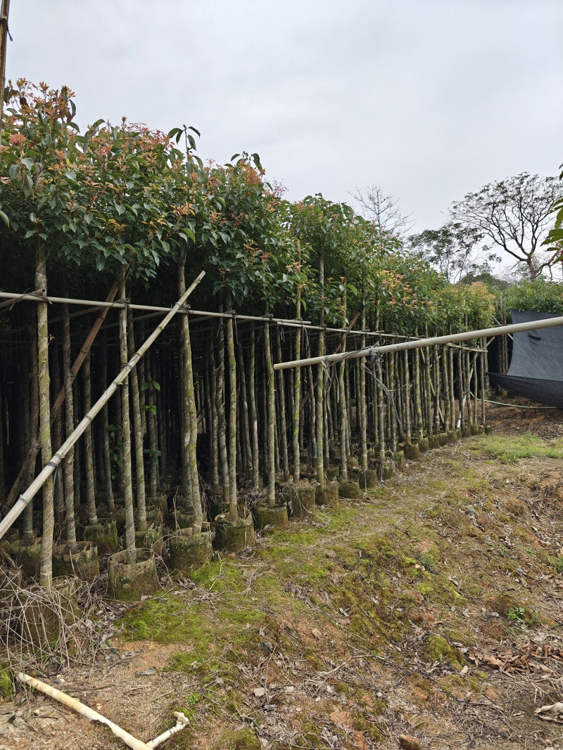 香樟5公分，苗基地多种规格大量低价出售