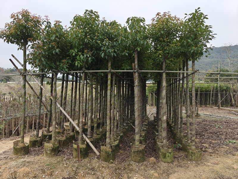 香樟5公分，苗基地多种规格大量低价出售