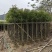 香樟5公分，苗基地多种规格大量低价出售