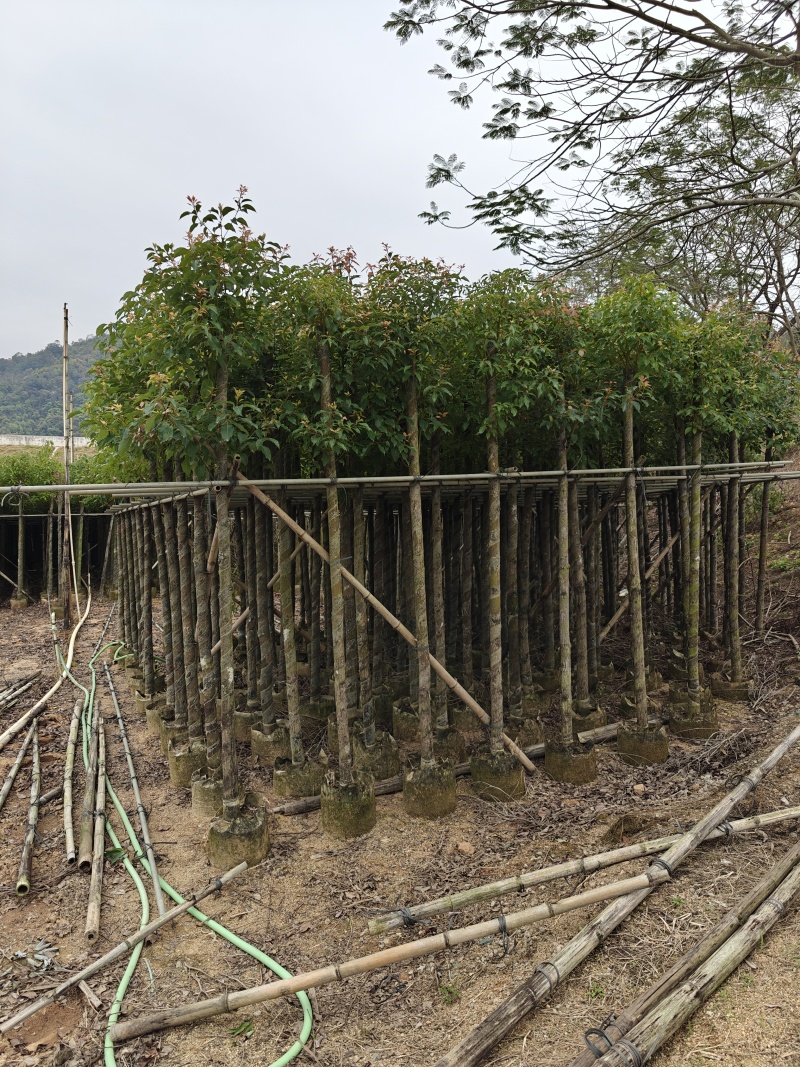 香樟5公分，苗基地多种规格大量低价出售