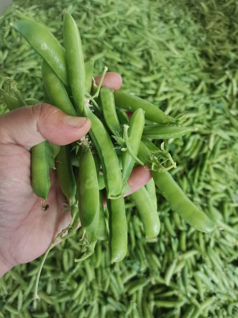 豌豆，青豌豆