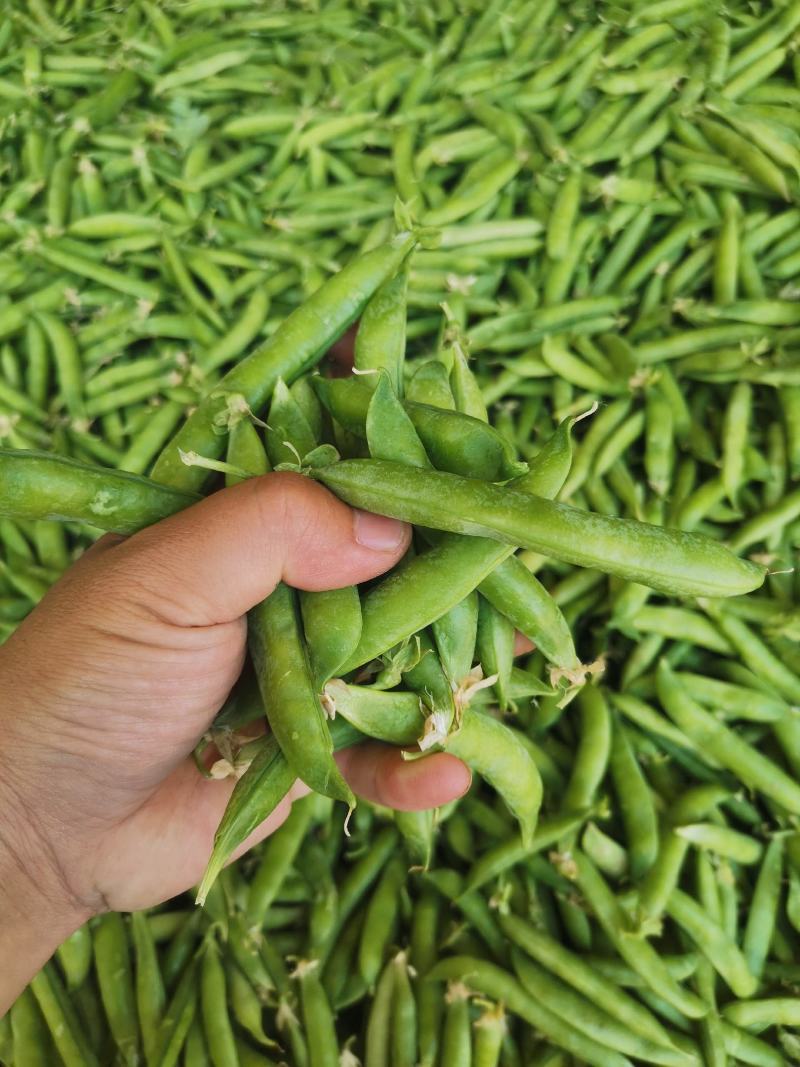 豌豆，青豌豆