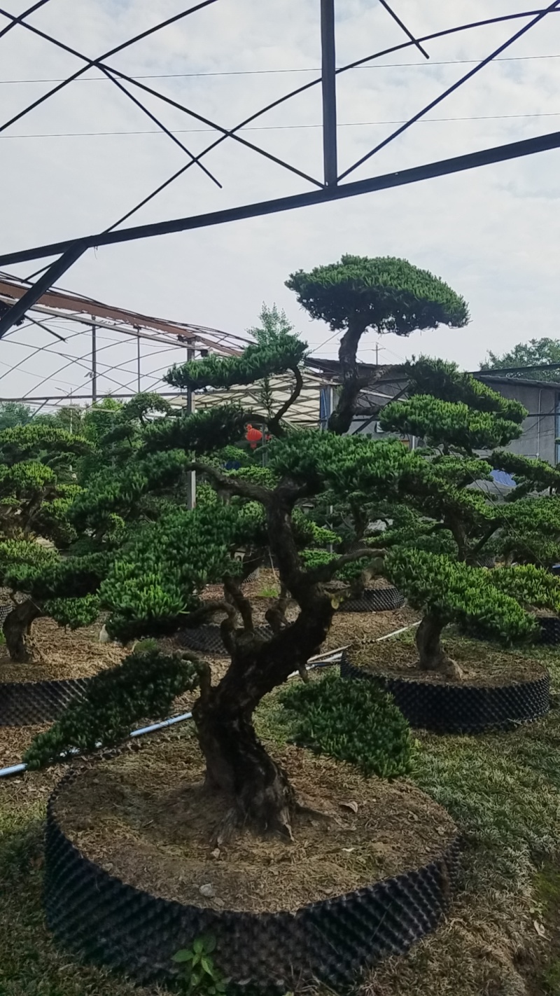 造型罗汉松